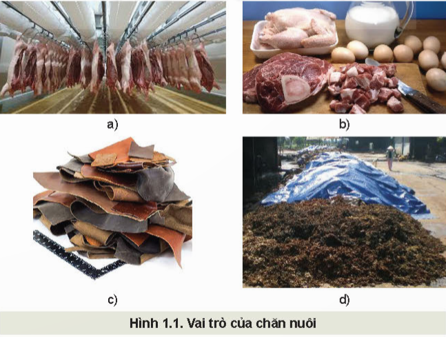 Nội dung giáo án Công nghệ Chăn nuôi lớp 11 KNTT