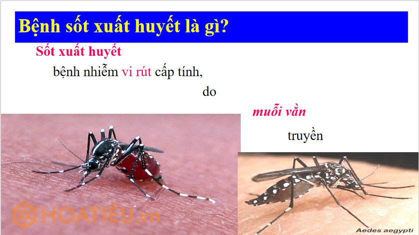 Bài Powepoint phòng chống dịch bệnh sốt xuất huyết trong trường học