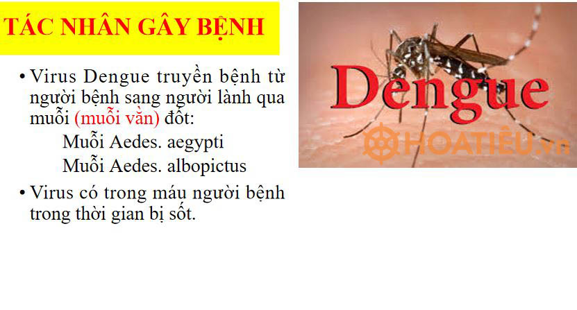 Bài Powepoint phòng chống dịch bệnh sốt xuất huyết trong trường học