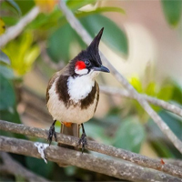 Soạn bài Con chào mào lớp 6 ngắn nhất 