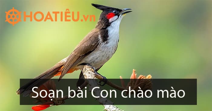 Soạn văn Con chào mào
