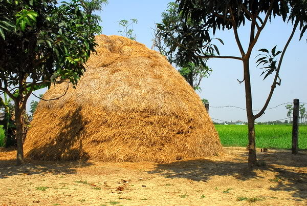  Đọc hiểu Hơi ấm ổ rơm 