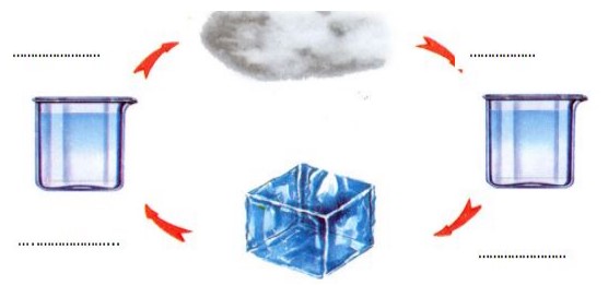 Đề thi Khoa học lớp 4 học kì 1 Cánh Diều