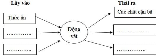 Đề thi cuối kì 1 môn Khoa học lớp 4 Kết nối tri thức