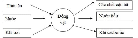 Đề kiểm tra học kì 1 môn Khoa học 4 sách Kết nối tri thức với cuộc sống