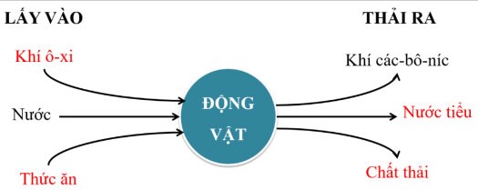 Đề thi học kì 1 lớp 4 môn Khoa học Cánh Diều