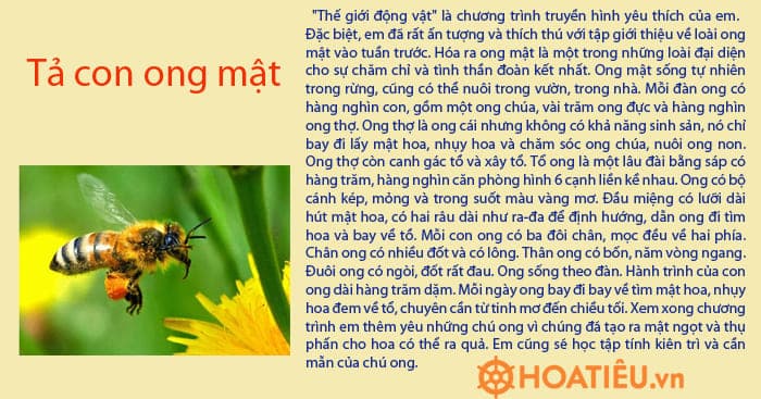 Tả con vật trên truyền hình ngắn gọn