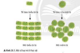 Đề thi môn Khoa học tự nhiên lớp 6 kì 1 Chân trời sáng tạo