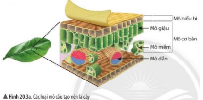 Đề thi môn Khoa học tự nhiên lớp 6 kì 1 Chân trời sáng tạo