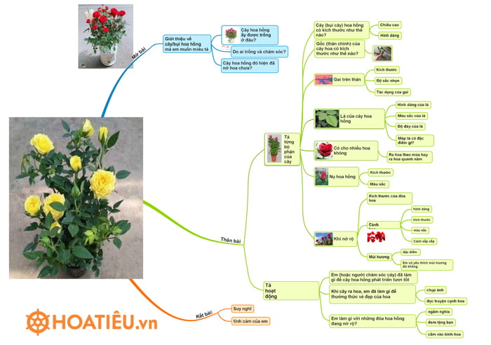 Sơ đồ tư duy Tả cây hoa hồng