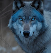 Soạn bài Mắt sói lớp 8