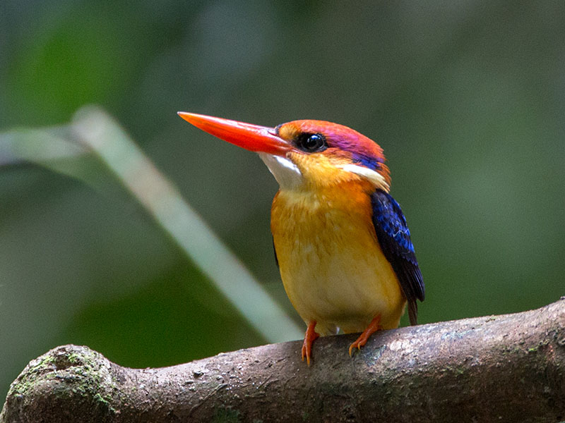 tóm tắt văn bản Bồng chanh đỏ