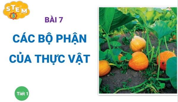 Giáo án điện tử STEM địa phương lớp 3