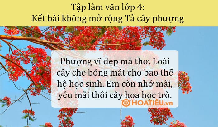 Kết bài không mở rộng tả một cây bóng mát