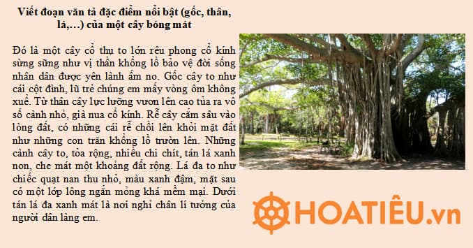 Viết đoạn văn tả đặc điểm nổi bật (gốc, thân, lá,…) của một cây bóng mát