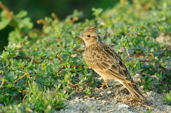 Soạn bài Đảo sơn ca