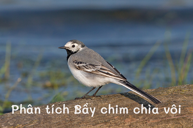 Phân tích truyện ngắn bầy chim chìa vôi của Nguyễn Quang Thiều