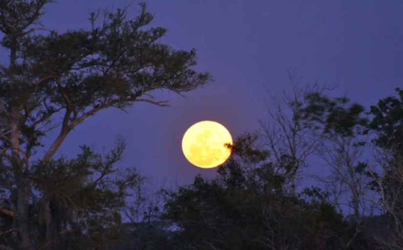 Cảm nghĩ về lí do Bác Hồ không ngủ được trong bài Cảnh Khuya