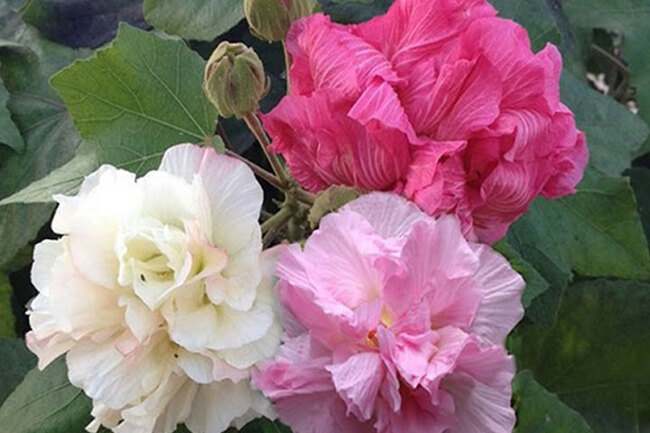 Hoa phù dungmang ý nghĩa không máy mắn, không nên chưng trên ban thờ tổ tiên