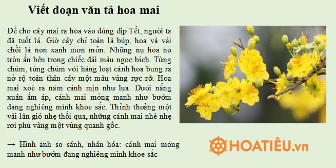 Viết đoạn văn tả hoa của một cây hoa em thích, có hình ảnh so sánh hoặc nhân hóa lớp 4