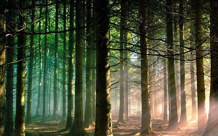 phân tích hình tượng cây xà nu