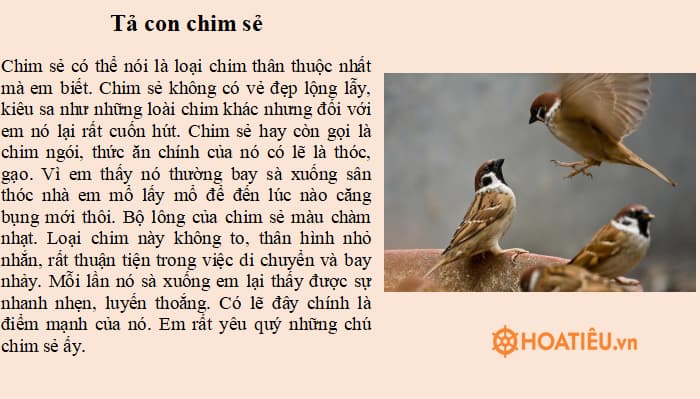 Tả về một loài chim mà em yêu thích