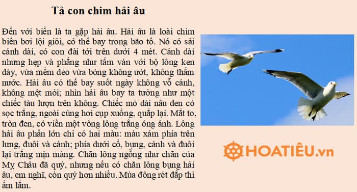 Tả về một loài chim mà em yêu thích