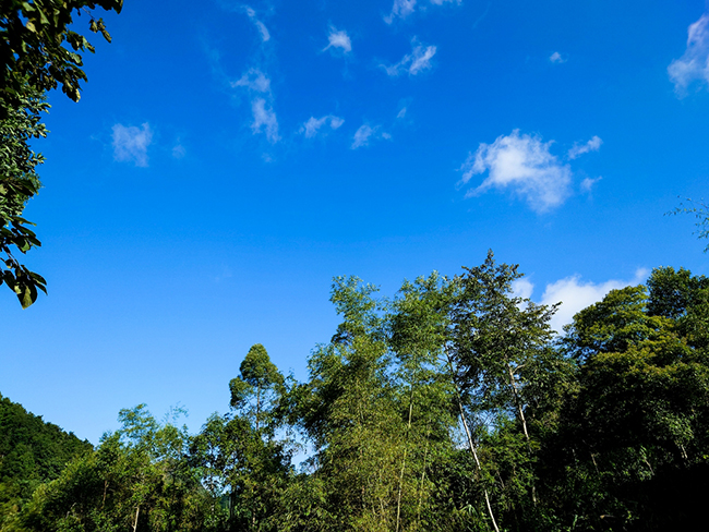 Đoạn văn cảm nhận về một hình ảnh đặc sắc trong một bài thơ thu của Nguyễn Khuyến