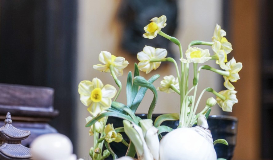 Đoạn văn thể hiện cảm xúc khi gọt được bát hoa thủy tiên đẹp