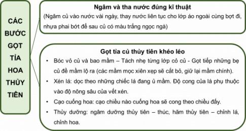 Vẽ sơ đồ tóm tắt các bước gọt tỉa củ hoa thủy tiên.