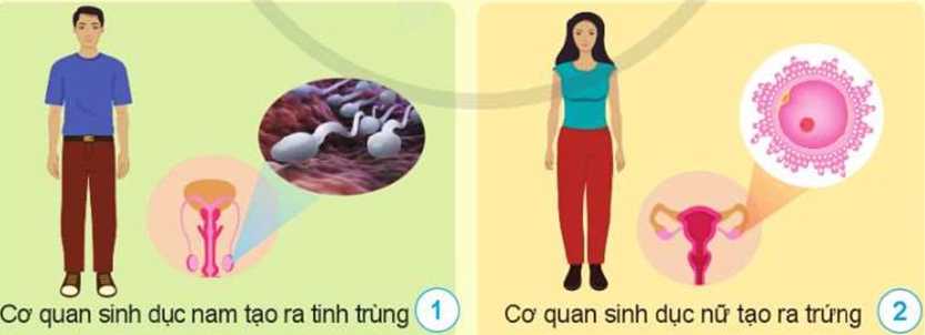 Giáo án môn Khoa học lớp 5 sách Cánh Diều
