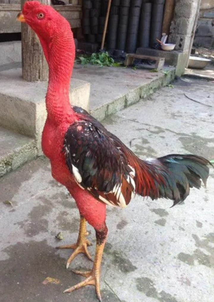 Đề thi Công nghệ lớp 7 giữa học kì 2 có đáp án