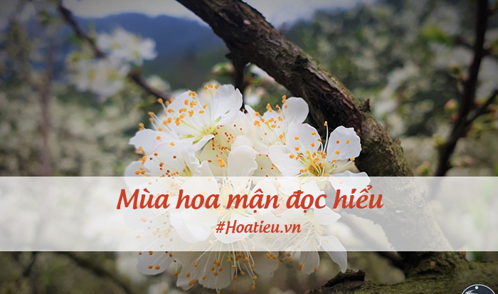 Đọc hiểu Mùa hoa mận