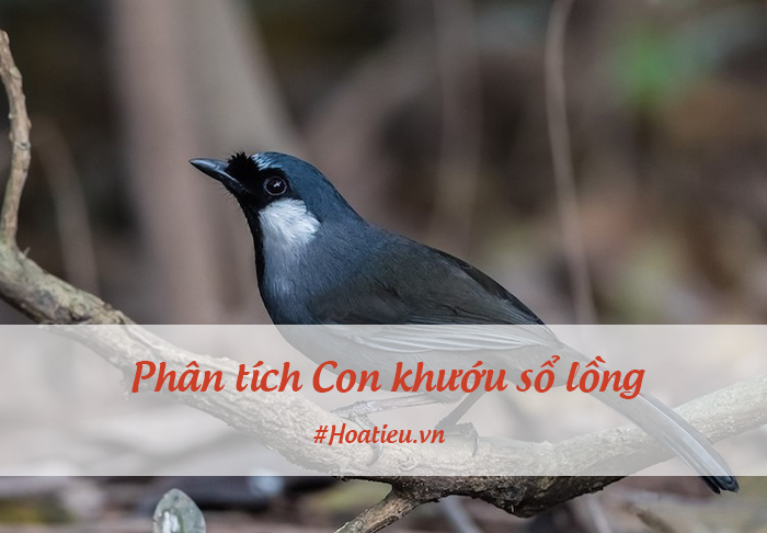 Phân tích truyện ngắn Con khướu sổ lồng