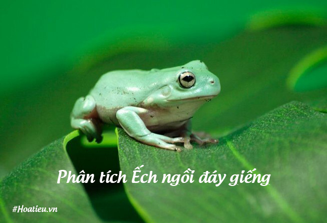 Phân tích đặc điểm con ếch trong Ếch ngồi đáy giếng