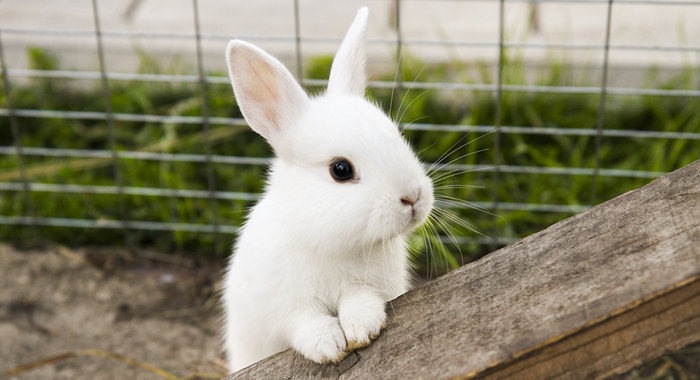 Phân tích đặc điểm nhận vật Rùa và Thỏ lớp 7