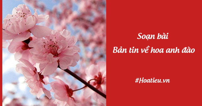 Soạn bài Bản tin về hoa anh đào ngắn nhất