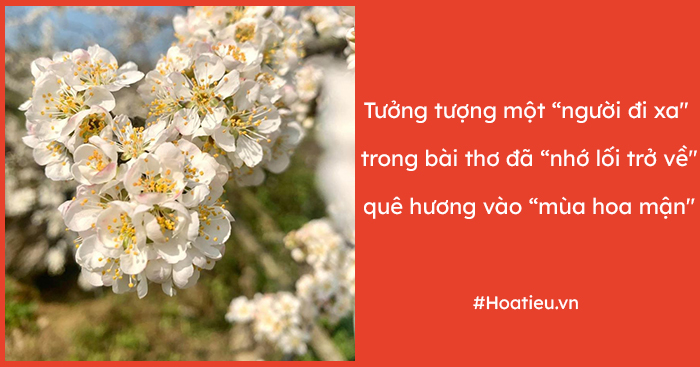 Đoạn văn ghi lại cảm xúc người đi xa nhớ lối trở về trong bài Mùa hoa mận