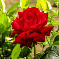 (Siêu hay) Viết đoạn văn ngắn 3-5 câu tả màu sắc, hương thơm của một số loài hoa trong vườn hoa