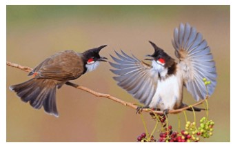 Đề thi Tiếng Việt lớp 4 Học kì 2 Kết nối tri thức