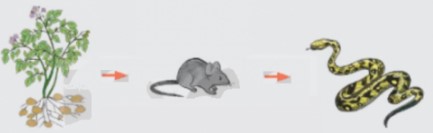 Đề thi học kì 2 Khoa học 4 Cánh Diều