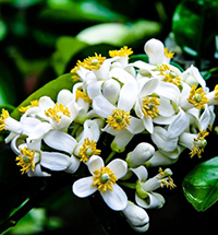 Đọc hiểu Hương thầm - Phan Thị Thanh Nhàn