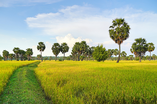 Việt Nam đất nước ta ơi trắc nghiệm