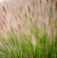 Đọc hiểu Hoa cỏ may có đáp án