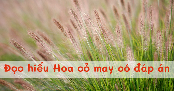 Đọc hiểu văn phiên bản Hoa cỏ may