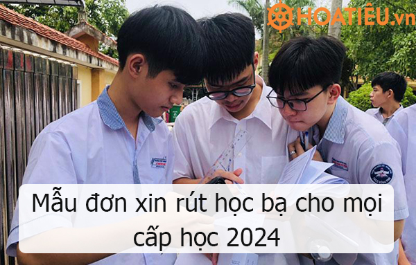 Mẫu đơn xin rút học bạ cho mọi cấp học 2024