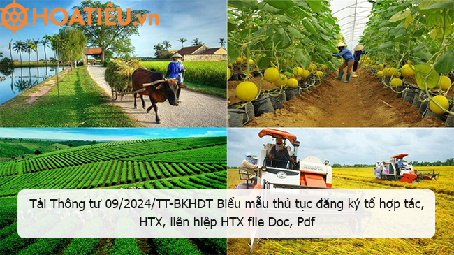 Thông tư 09 2024 TT-BKHĐT Biểu mẫu thực hiện thủ tục đăng ký hợp tác xã