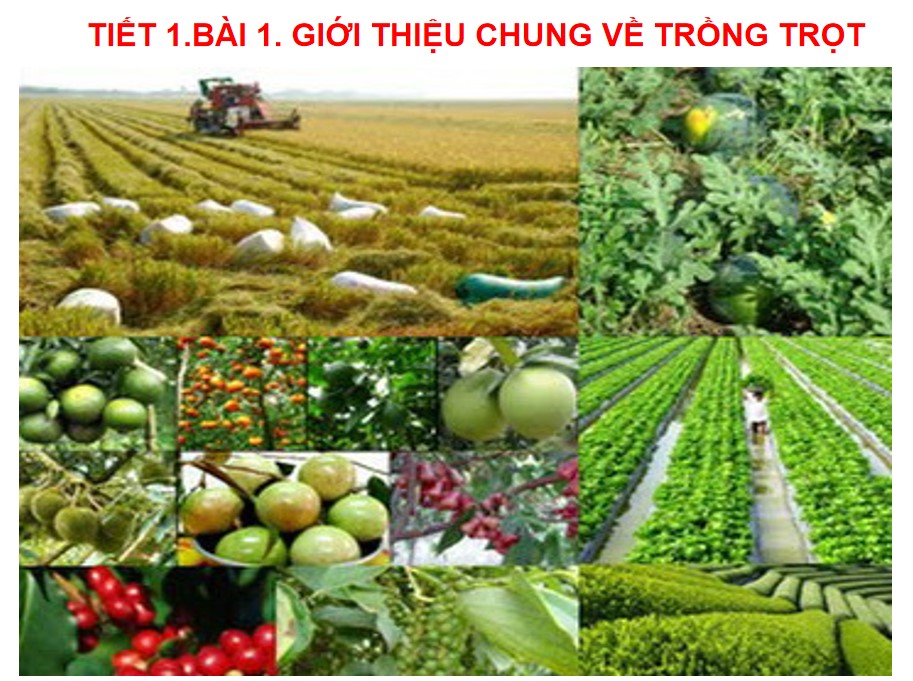 Giáo án PPt Công nghệ 7 Cánh Diều bài 1