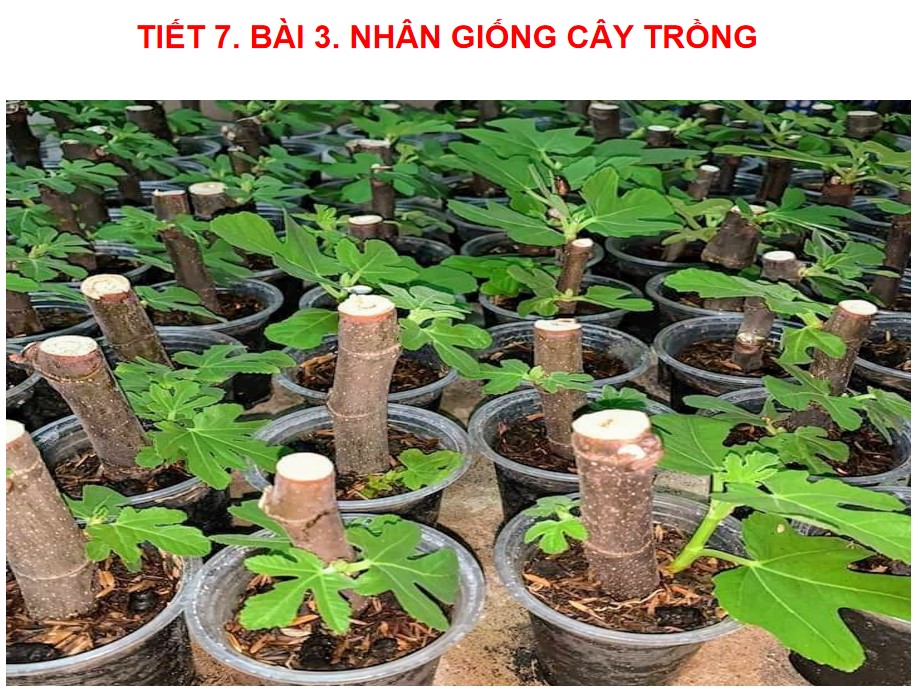 Giáo án PPt Công nghệ 7 Cánh Diều bài 3