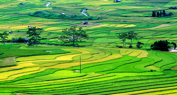 Xây dựng nhà ở trên đất nông nghiệp có được phép không?